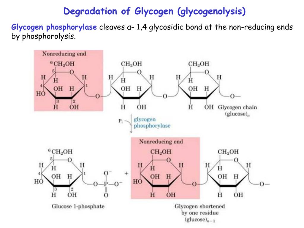 PPT Structure of glycogen PowerPoint Presentation, free download ID