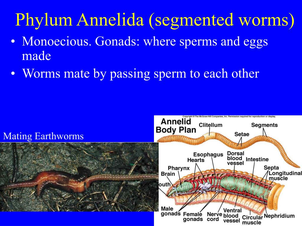 PPT Coelomates Mollusks and Annelids PowerPoint