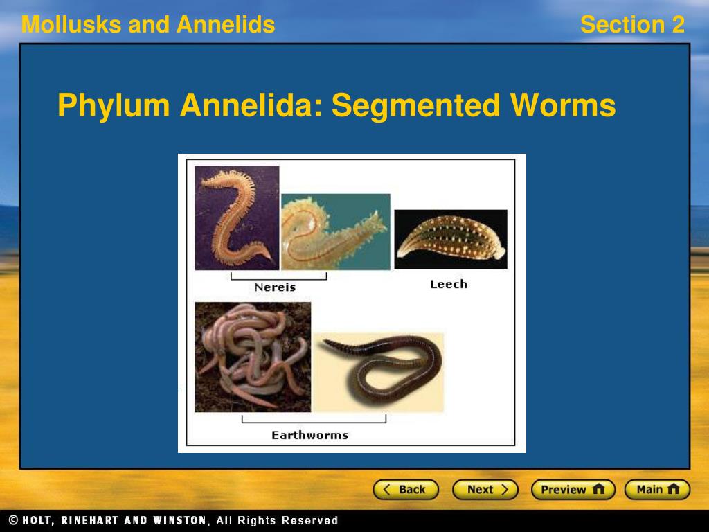 PPT Phylum Annelida Segmented Worms PowerPoint