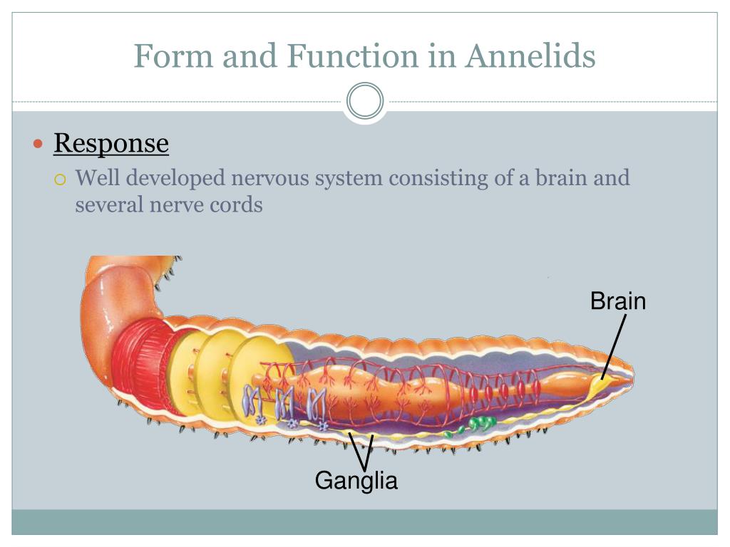 PPT Worms and Mollusks PowerPoint Presentation, free download ID