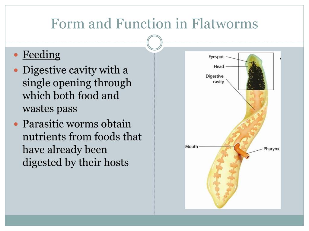 PPT Worms and Mollusks PowerPoint Presentation, free download ID
