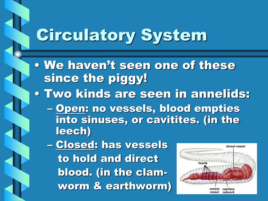PPT Annelids Part 1 PowerPoint Presentation, free download ID5490796