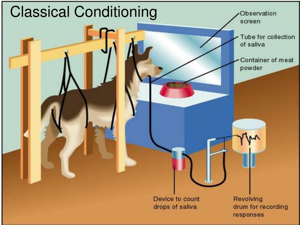 PPT Classical Conditioning PowerPoint Presentation, free download