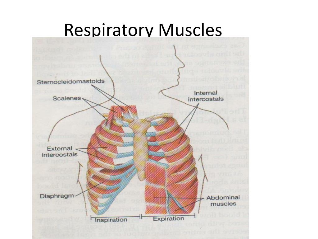 PPT Respiratory Physiology PowerPoint Presentation, free download