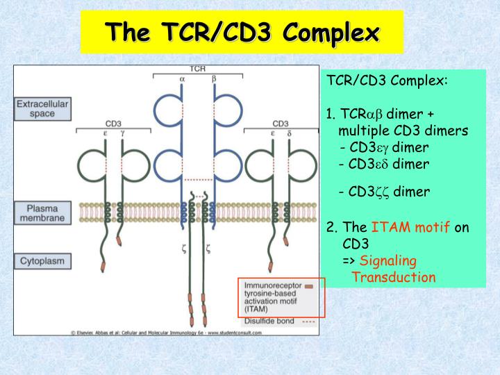 PPT T Cell Receptor (TCR) & MHC ComplexesAntigen Presentation