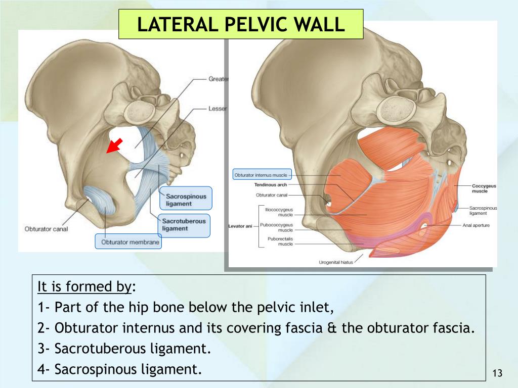 PPT ANATOMY OF THE PELVIS PowerPoint Presentation, free download ID