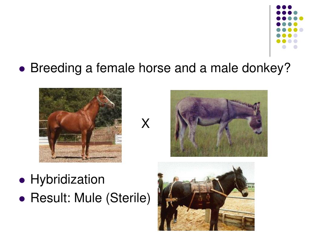 PPT Engineering and Biotechnology PowerPoint Presentation