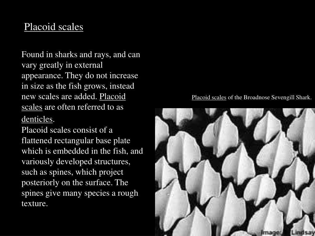 PPT Skeletal System, Skin, & Scales Chapter 3 PowerPoint Presentation