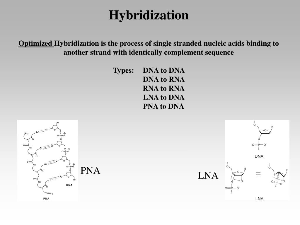 PPT Overview of Hybridization, Stringency, and Genechip Processing