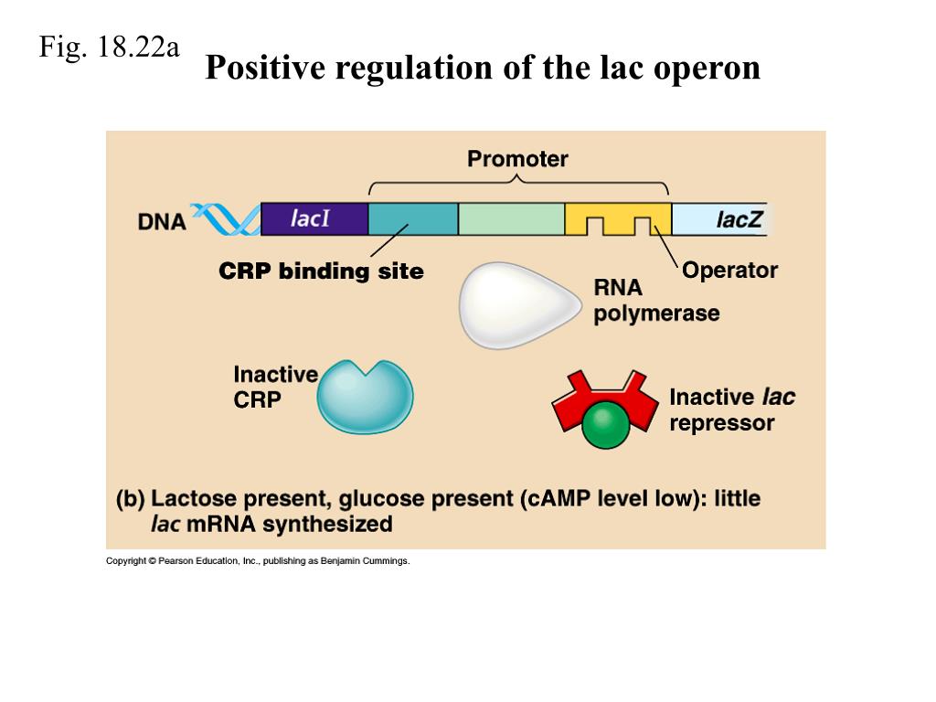 PPT - OUTLINE 3 Control of Gene Expression in Prokaryotes A. Regulatory