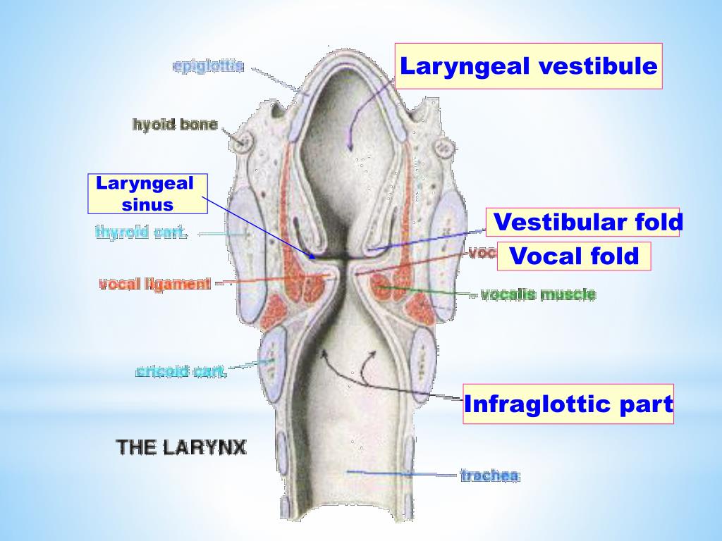 Laryngeal Vestibule Definition