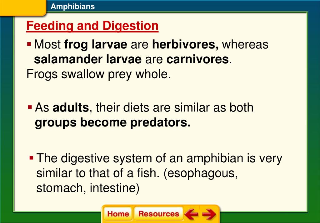PPT Amphibians PowerPoint Presentation, free download ID5517751