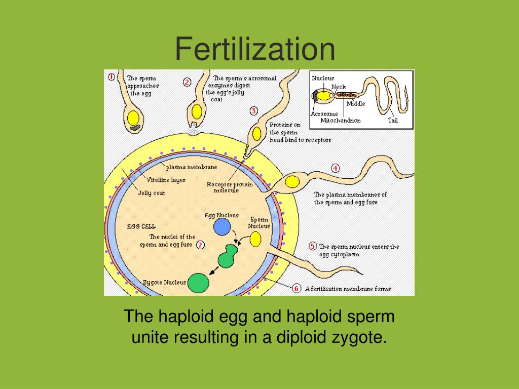 PPT Development PowerPoint Presentation, free download ID5518199