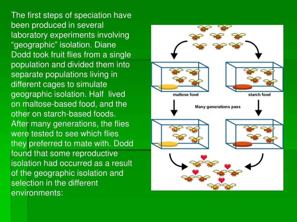 PPT Speciation PowerPoint Presentation, free download ID5523083