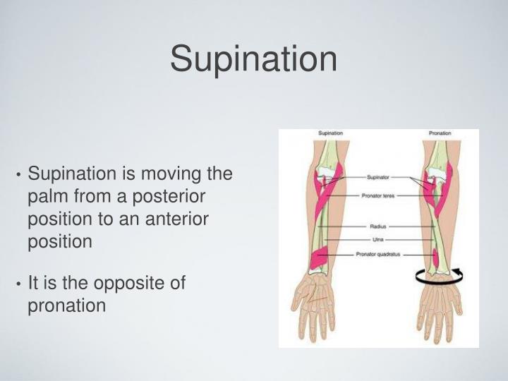 PPT Muscle movements, types, and names PowerPoint Presentation ID