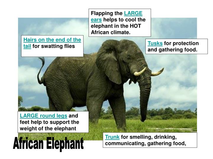 PPT Inherited Traits (what are animals born with) & Adaptations (that