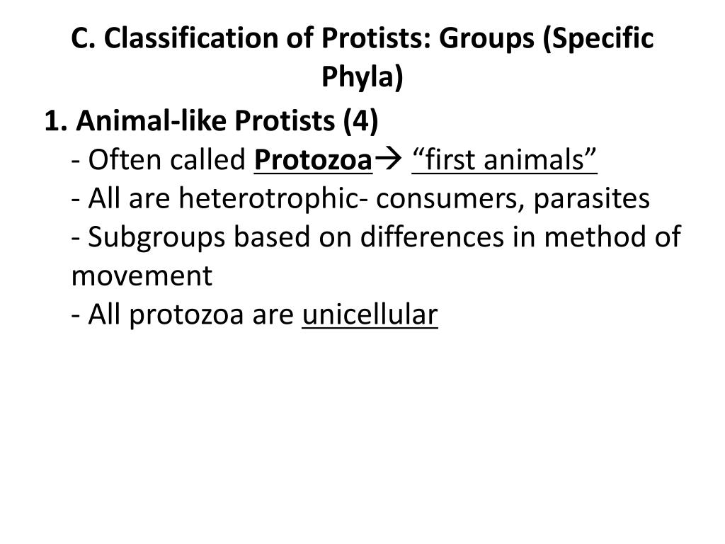 PPT Chapter 20 Notes PROTISTS PowerPoint Presentation, free download