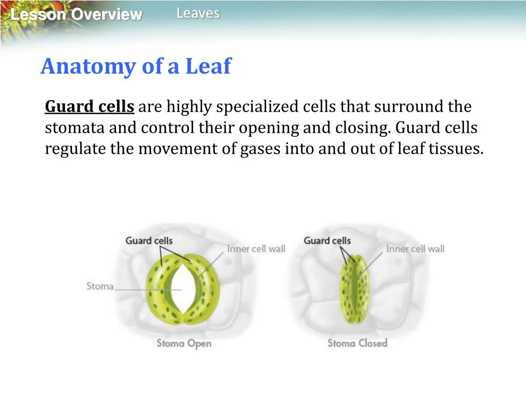 PPT Lesson 37 Plant Structure & Function (PART 2) PowerPoint