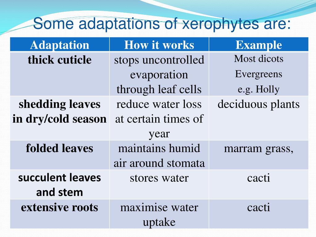 PPT Exchange and Transport PowerPoint Presentation, free download