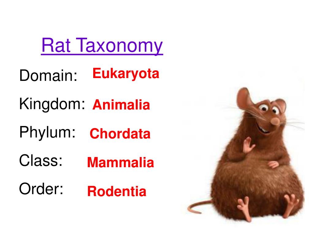 PPT Rat Dissection PowerPoint Presentation, free download ID5533718