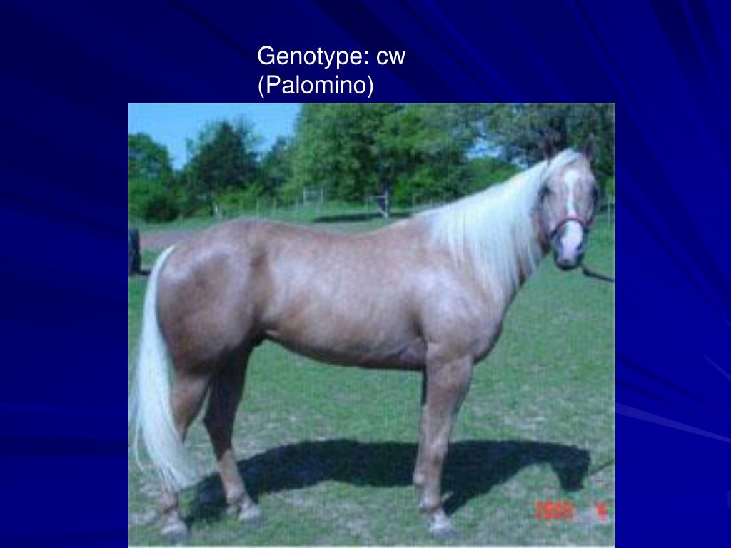 PPT Patterns of Intermediate Inheritance PowerPoint Presentation