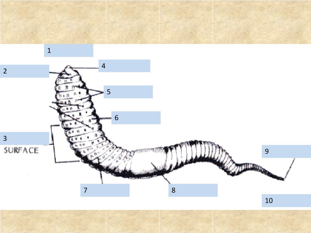 PPT Annelid Review PowerPoint Presentation, free download ID5534063