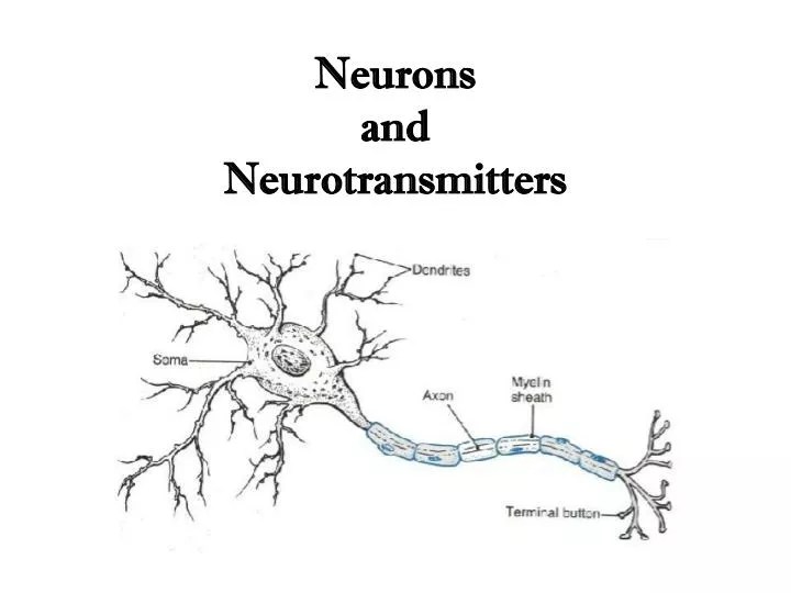 PPT Neurons and Neurotransmitters PowerPoint Presentation, free