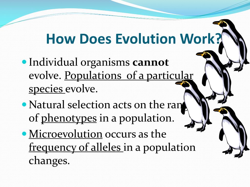 PPT Mechanisms of Evolution PowerPoint Presentation, free download