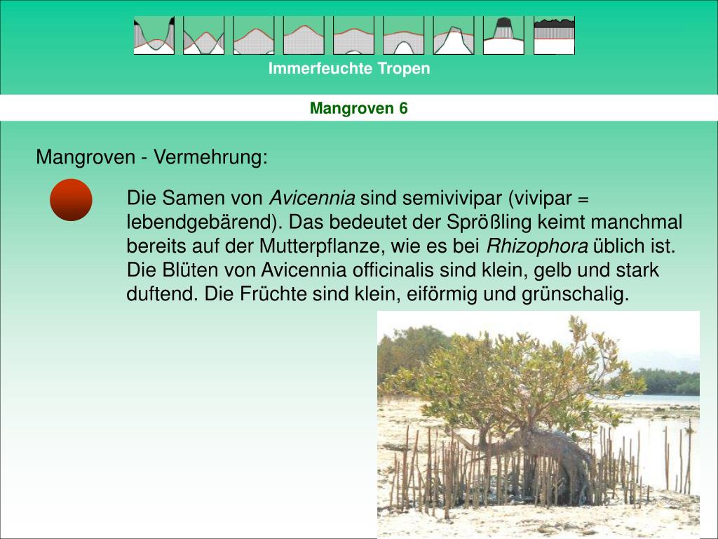 PPT Immerfeuchte Tropen PowerPoint Presentation, free download ID