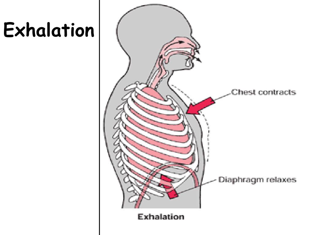 PPT Topic Respiratory System Aim Describe the processes of gas