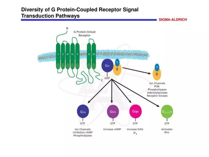 PPT Diversity of G ProteinCoupled Receptor Signal Transduction Pathways PowerPoint