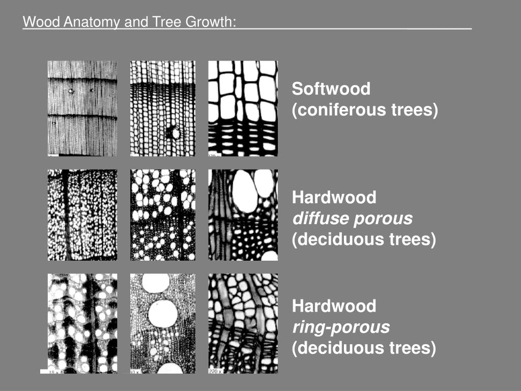 PPT Wood Anatomy and Tree Growth ________ PowerPoint Presentation