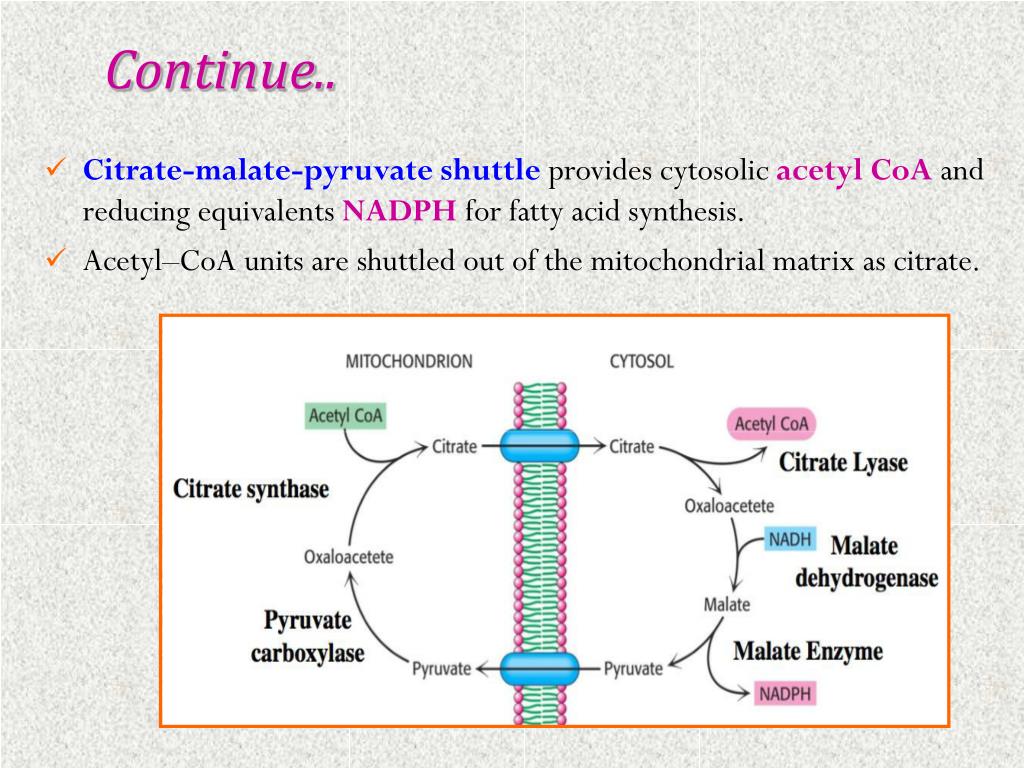 Fatty Acid Synthesis Citrate