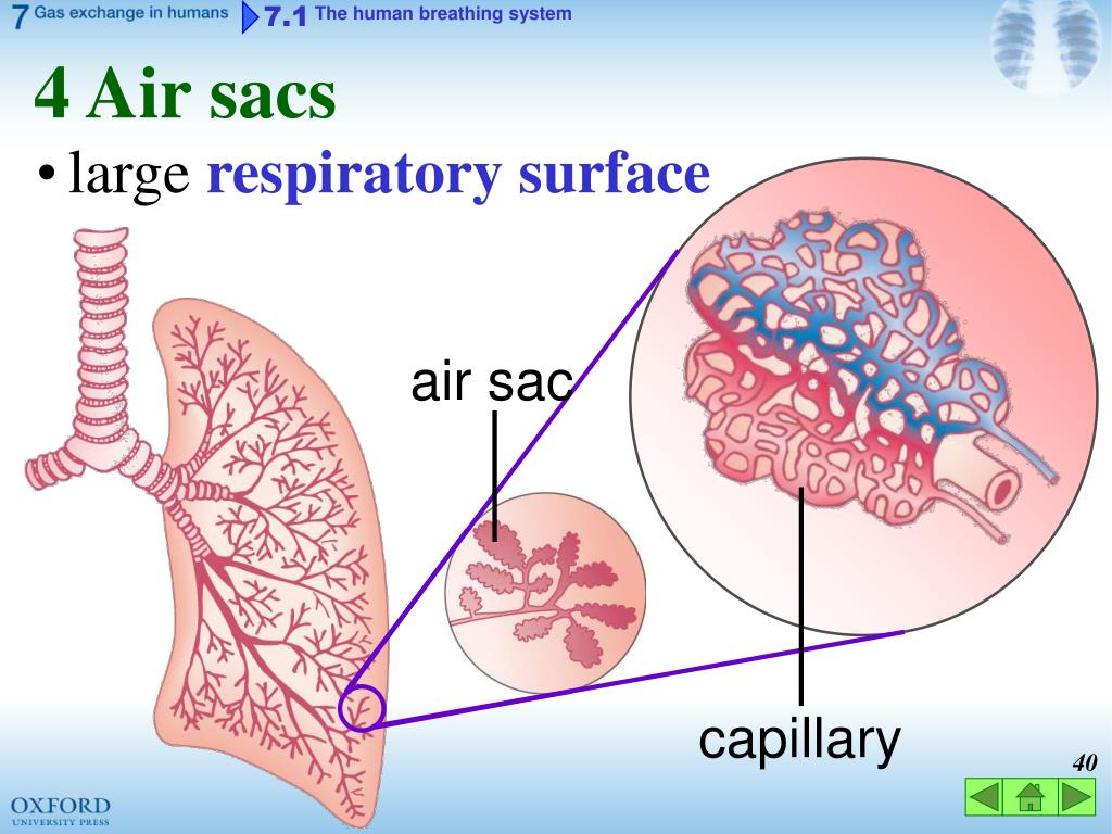 PPT Think about… 7.1 The human breathing system 7.2 Gas exchange in the air sacs PowerPoint