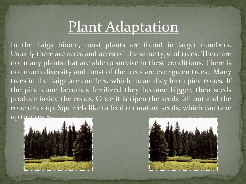 PPT The Taiga Biome PowerPoint Presentation, free