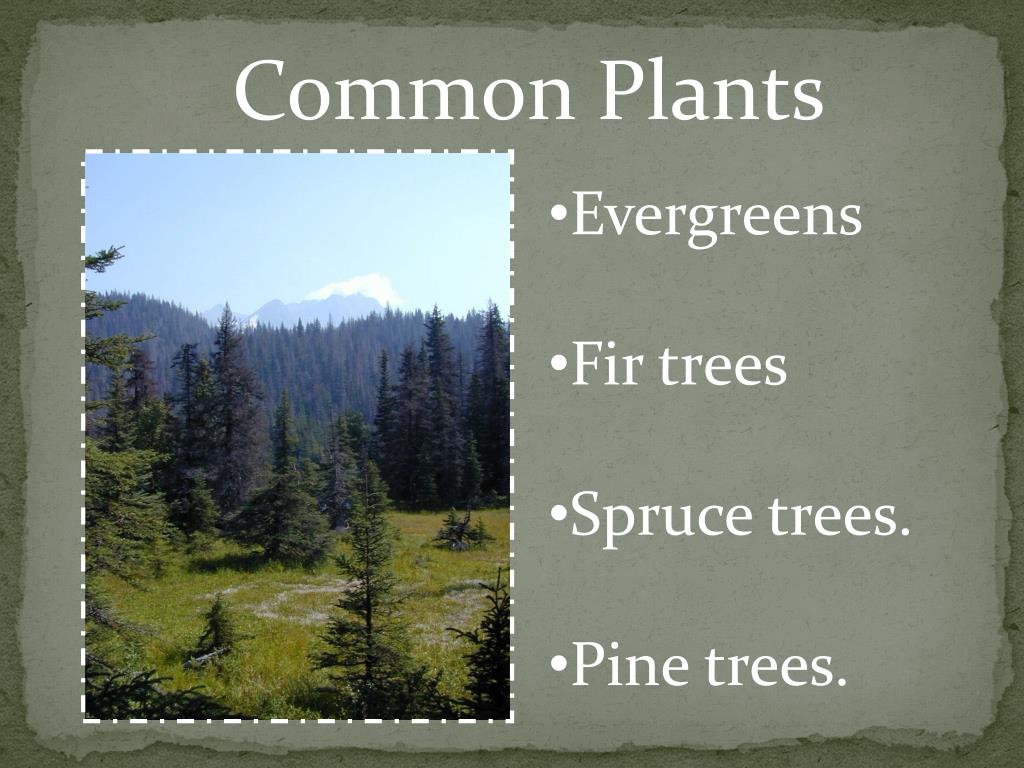 PPT The Taiga Biome PowerPoint Presentation, free