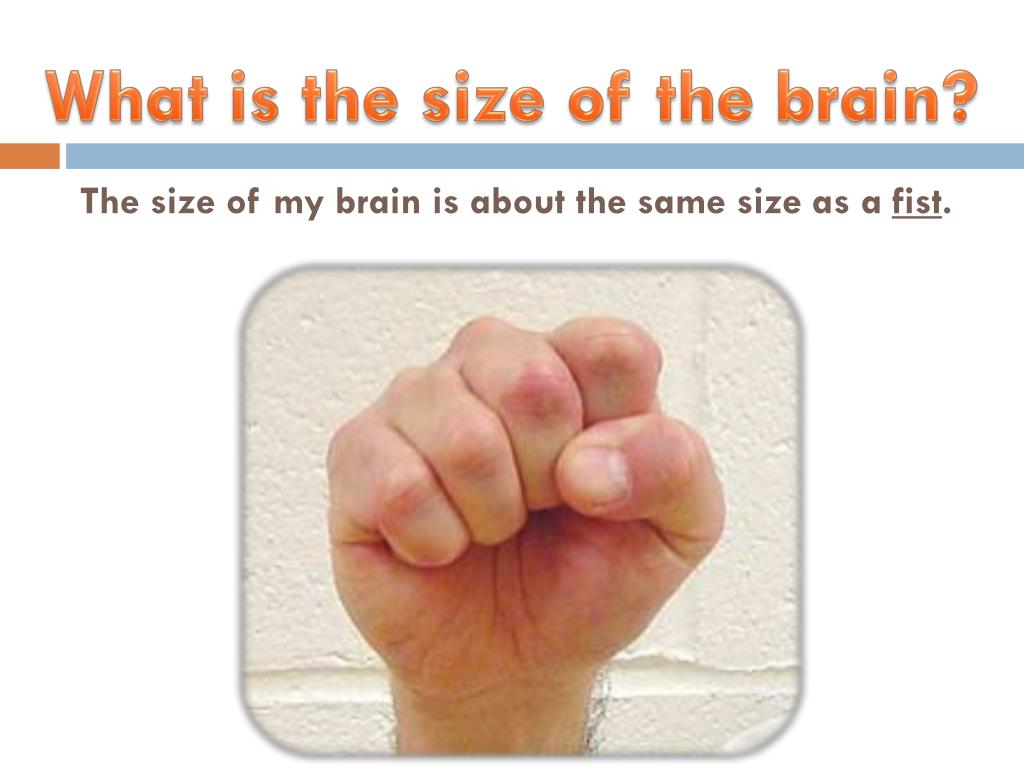 PPT Brainology PowerPoint Presentation, free download ID5563233