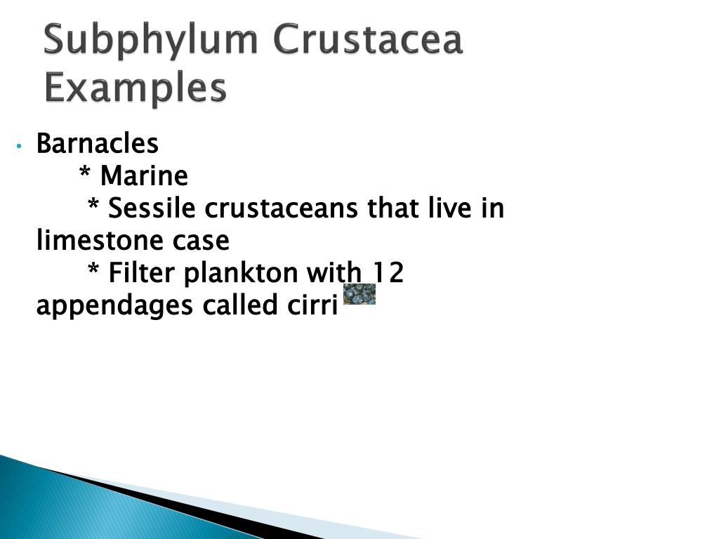 PPT Phylum Arthropoda Noninsects PowerPoint Presentation, free