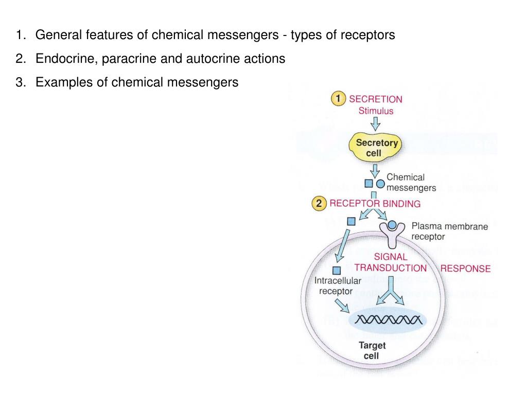 PPT Monomeric G proteins PowerPoint Presentation, free download ID