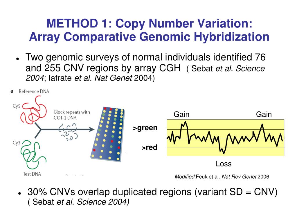 PPT Analyzing Copy Number Variation in the Human Genome PowerPoint