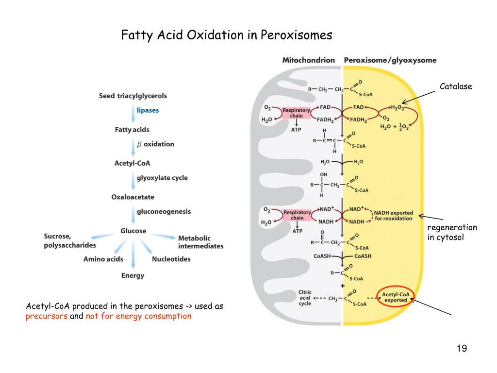 PPT Fatty Acid Metabolism PowerPoint Presentation, free download ID
