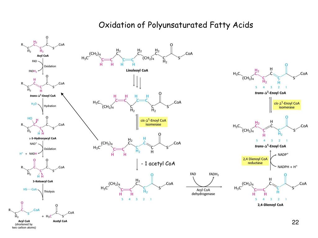 PPT Fatty Acid Metabolism PowerPoint Presentation, free download ID