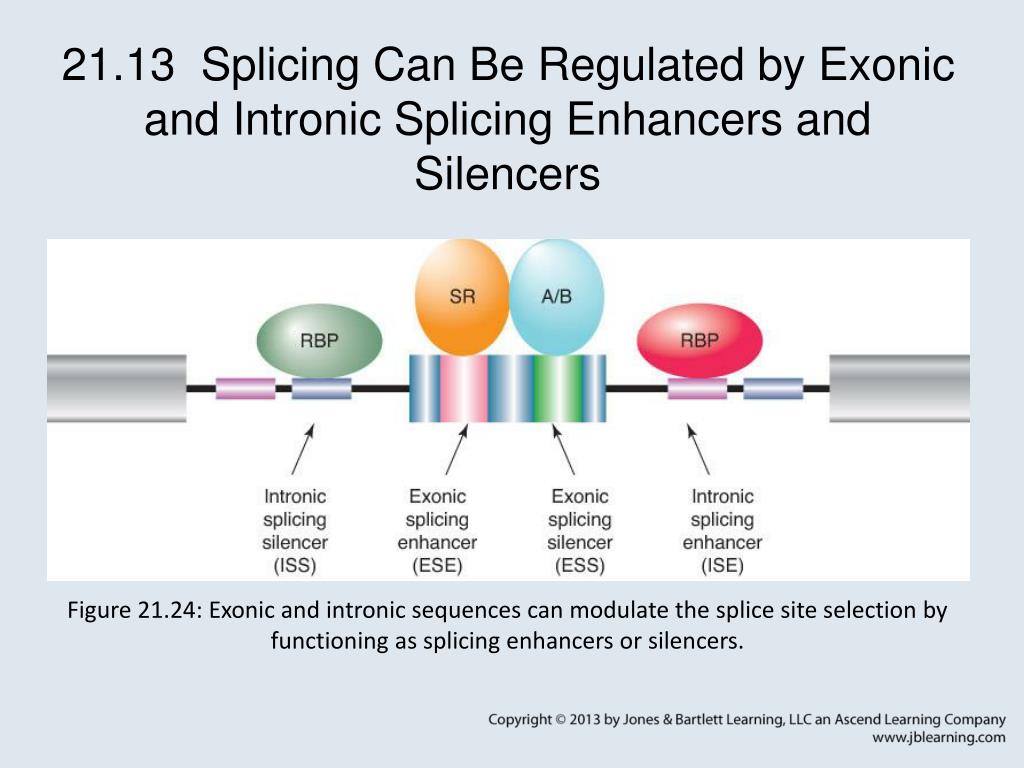 PPT Chapter 21 RNA Splicing and Processing PowerPoint Presentation
