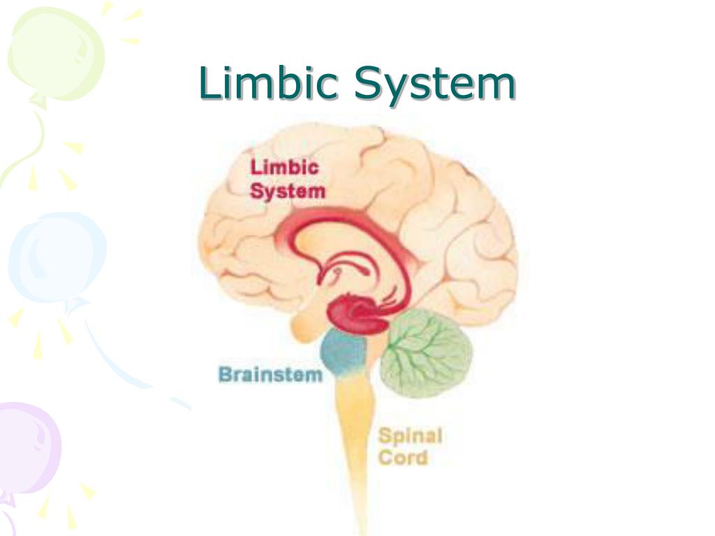 PPT Parts of the Brain PowerPoint Presentation, free download ID5575129