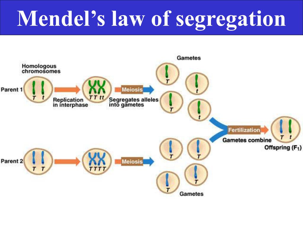 Mendel39s Law Of Segregation Definition Explanation