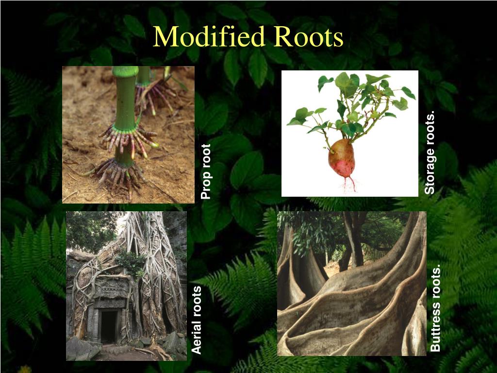 PPT Plant Structure and Function Ch. 35 PowerPoint Presentation, free download ID5580830