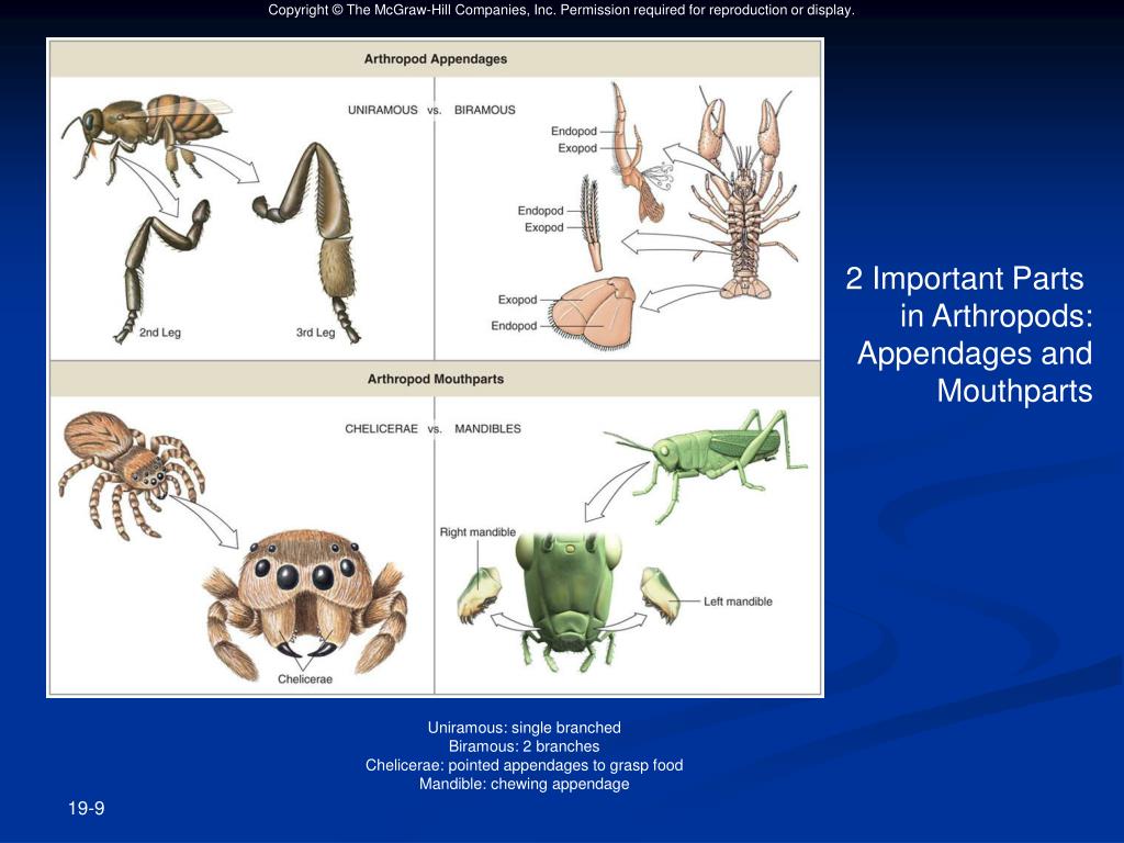 PPT Classification Phylum Arthropoda Chapter 19 Subphylum Trilobita