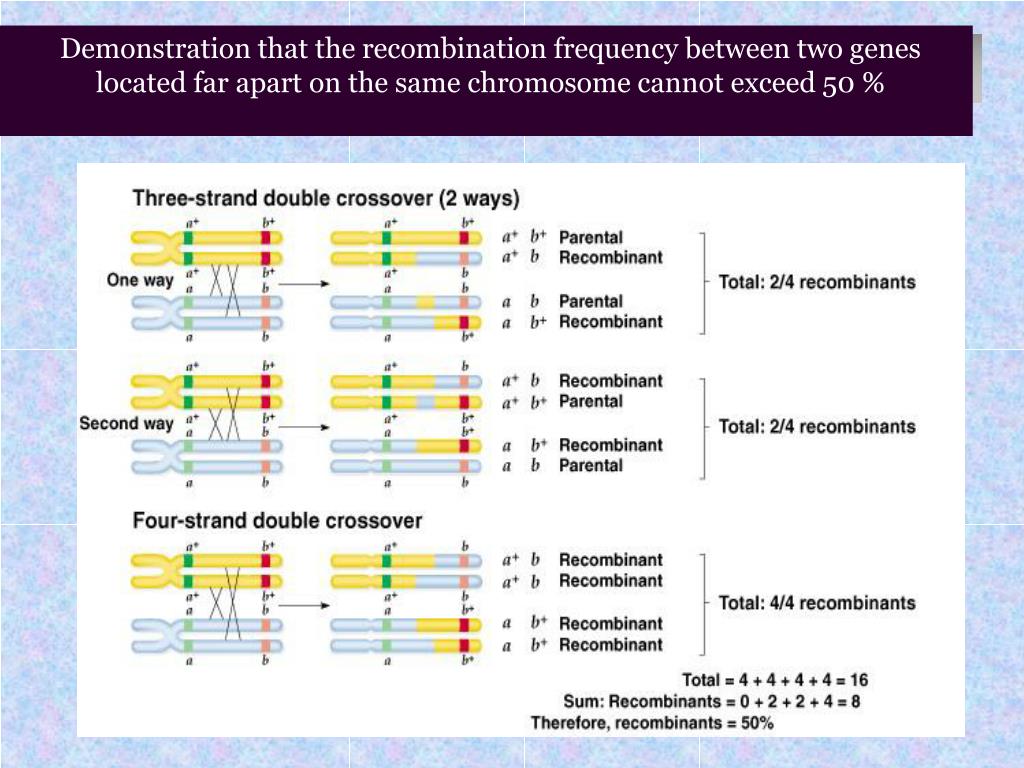 PPT Linkage genes and PowerPoint Presentation
