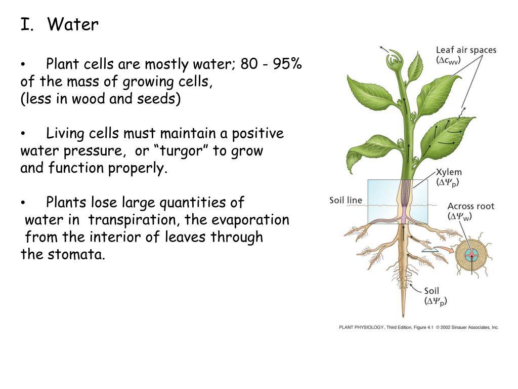 PPT Water and plant cells (chapter 3) I. Background on water in