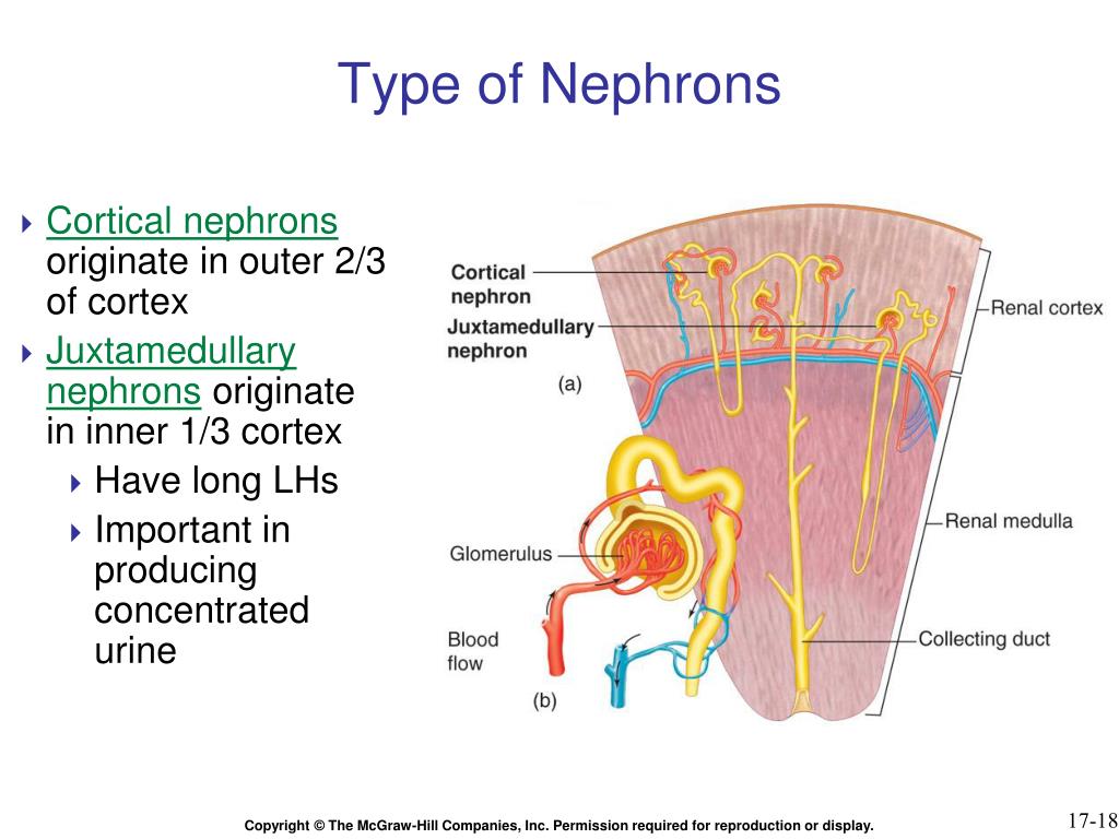 PPT Chapter 17 PowerPoint Presentation, free download ID5587036